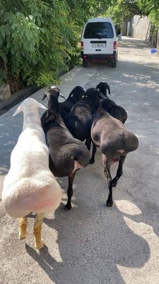 Кочкор кой qoy qochqor 24/7