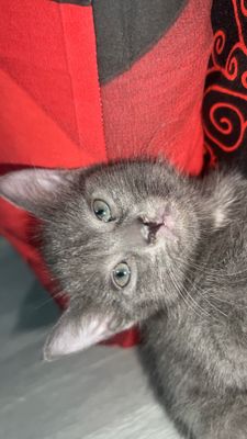 Кошка