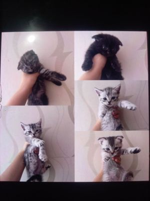 Котята скотиш фолд и страйт