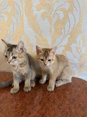 Котята