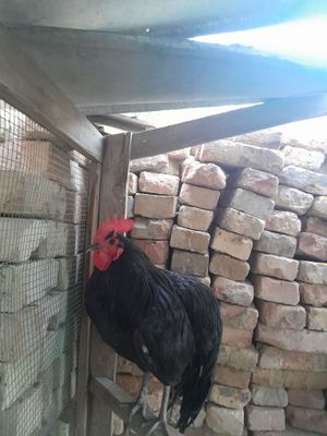 Qora shagzoda soglom