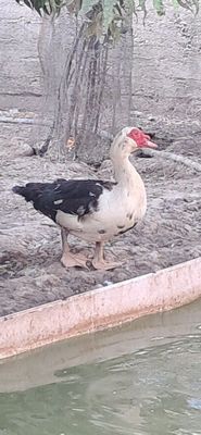 Ordaklar parasi blan