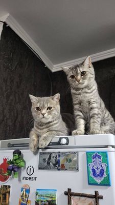 Скоттиш Страйт 2 девочки