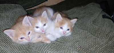 Кошки красивые пушистый с прививками
