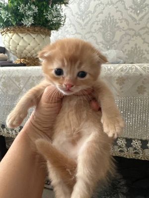 Котята скоттиш фолд