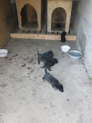 Щенки восточноевропейской овчарки