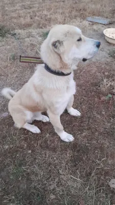 Продаётся Алабай