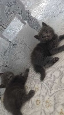 Продаются чистокровные котята