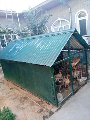 Tovuq katak sotiladi razmeri 3 metr eni 1.50 holati yaxshi.