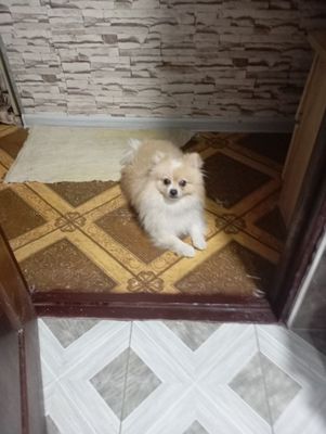 Продается померанский шпиц мальчик 1 год 4 месяцев