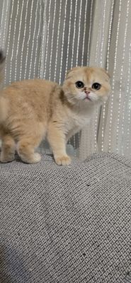Котёнок скотиш-фолд девочка