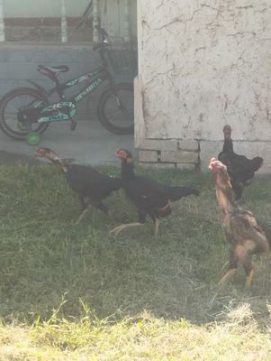 Dakan tovuqla sotilinadi