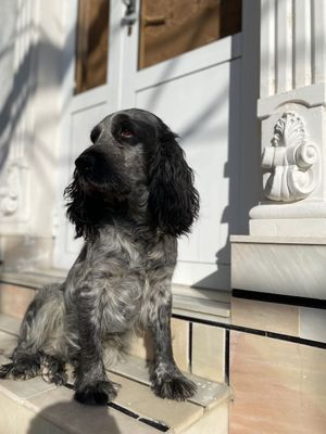 Spaniel kuchug bolalari sotiladi