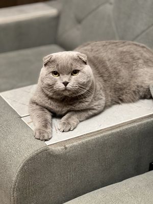Выставляется шикарный кот на вязку.