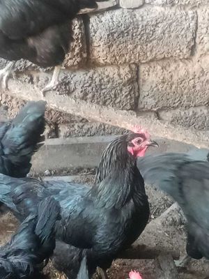 Qora shaxzoda tovuqlari sotiladi