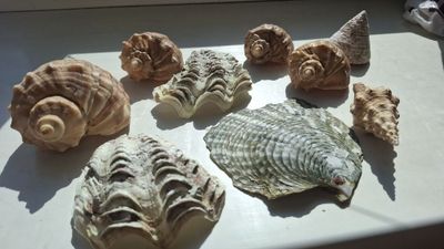 Натуральные ракушки