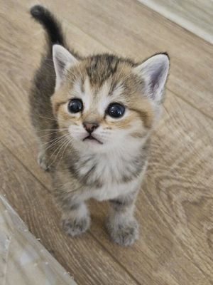 Продаются котята
