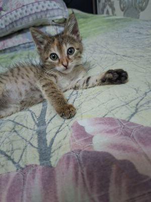 Котёнок хорошие руки