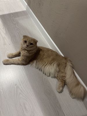 Кот на вязку висло ухий