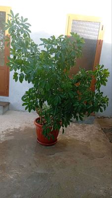 gul sotiladi