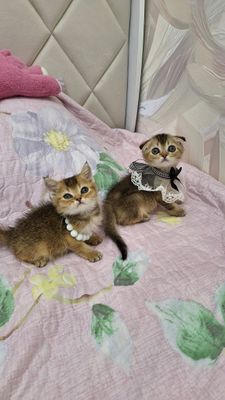 чистокроные котята