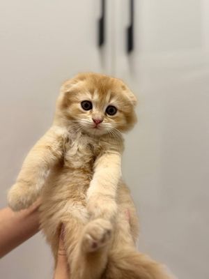Продаётся Скоттиш Фолд породистая кошка