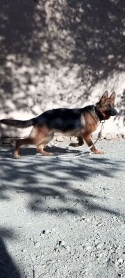 Nemis ovchalka sotiladi