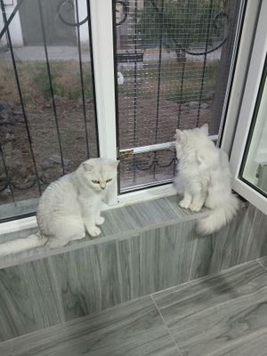 Передержка кошек в домашних условиях