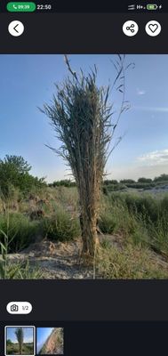 Qamish sotiladi Navoiy