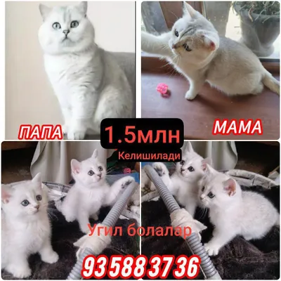 Mushukchalar sotuvda 1.5 oylik