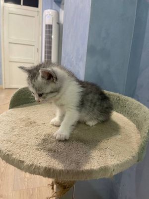 Кощка mushuk mushuk bolalari