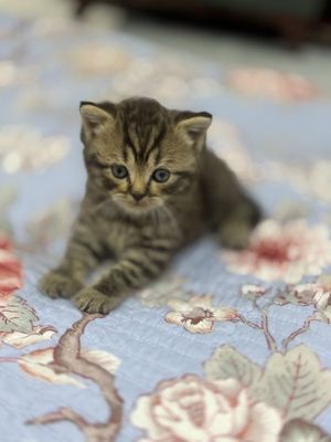 кот, mushuk 1 oylik ,кошки