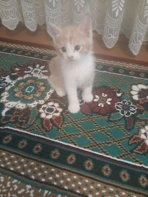Котенок