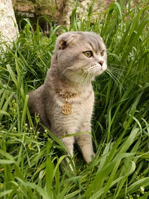 Вязка кота