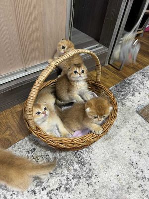 Продается котята