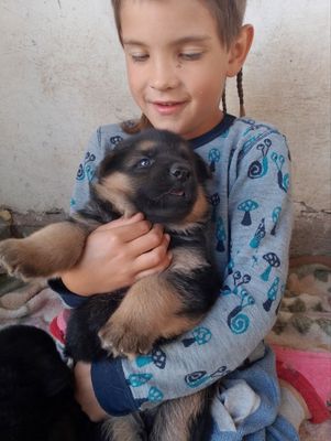 Чистокровные щенки немецкой овчарки
