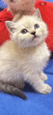 Продается колор пойнт, мальчик