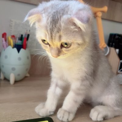 Продаём котёнка Мальчика Британца ColorPoint Kameo