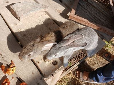 Quyon flandr.болалари 1,5ойлик 5дона