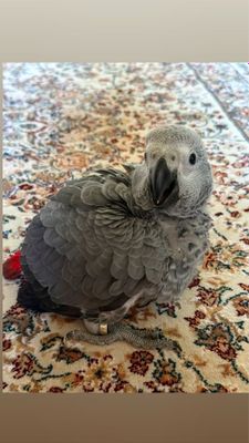 Попугай Жако Ручной