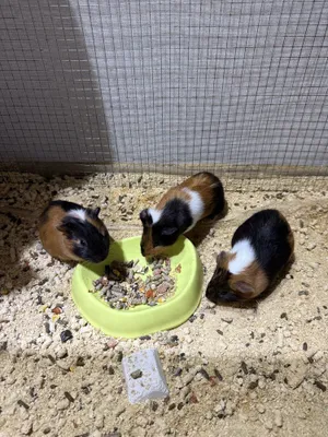 продаются морские свинки