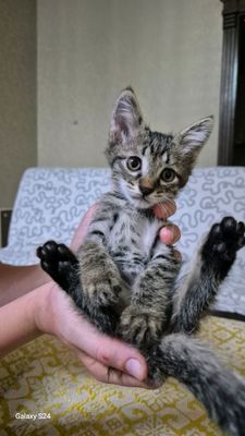 Бесплатно,  котята ! Самарканд !!!!