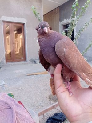 kabutar