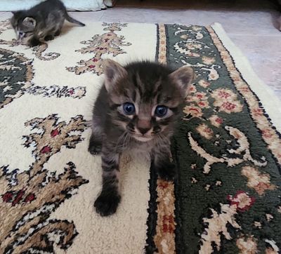 Котята ищут дом и любящих хозяев