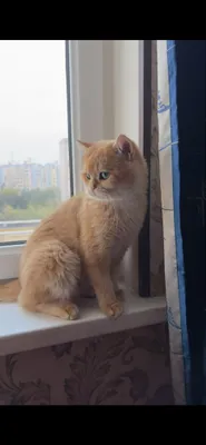 Приглашаем на вязку, к чистокровному Британскому коту (шиншила ny12)