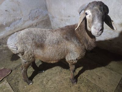 Qozi qochqor sotiladi.