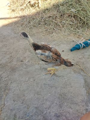 kulangi