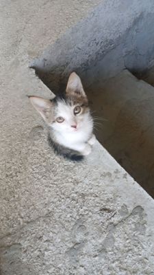 Mushukcha