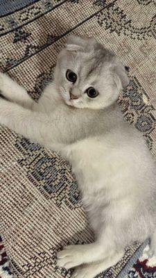 Кошка продаётся / Mushuk sotiladi - Scottish Fold. 4 oylik