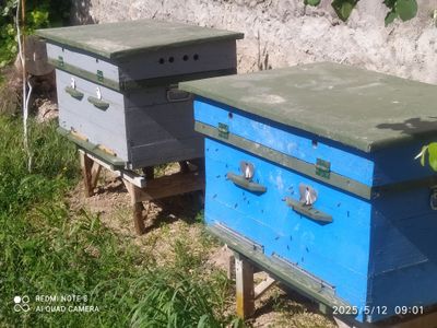 Asalari oilalari sotiladi yawigi bilan